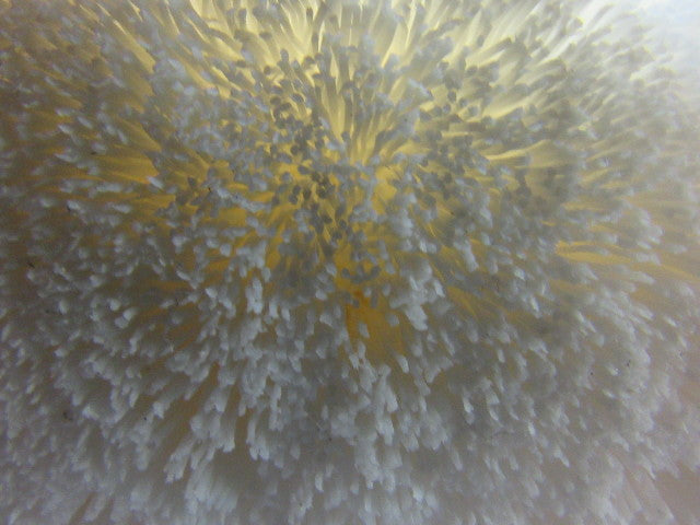 Danline 12" OD X 18" White Industrial Wide Face Metal Burnishing Brush