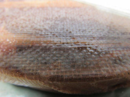 Flowserve 27-6-17 6" Thrust Collar 2.125" Bore