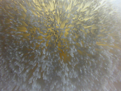 Danline 12" OD X 18" White Industrial Wide Face Metal Burnishing Brush