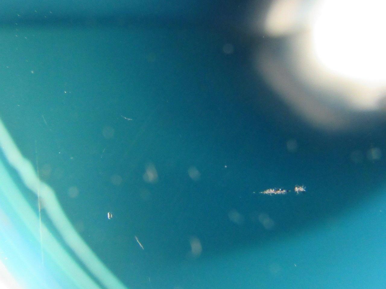 1-Ply Blue Smooth Both Sides Rubber Conveyor Belt 8' X 32" X 0.114"