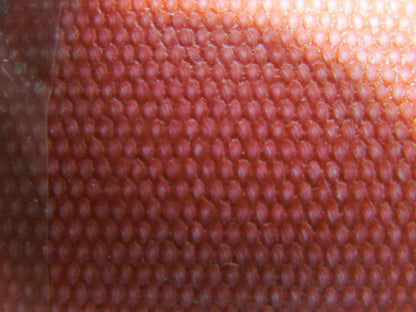 2-Ply Red Urethane Smooth Top Conveyor Belt 7" Wide 60' Long