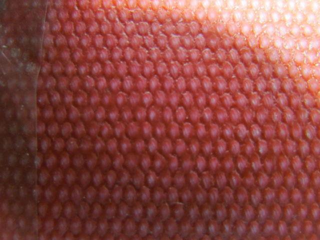 2-Ply Red Urethane Smooth Top Conveyor Belt 7" Wide 60' Long