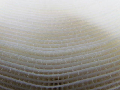 Hook 88 170677 IRON ON! Hook Side 1"x25 Yards White